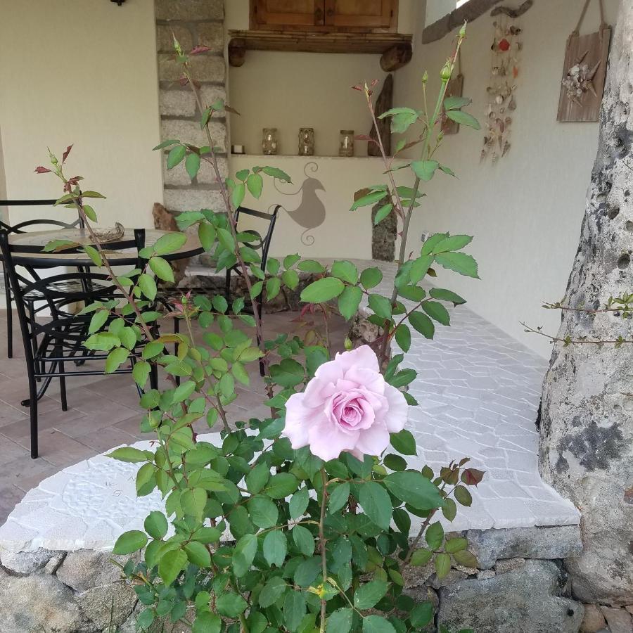 Nonna Pasqualina B&B 圣特雷莎加卢拉 外观 照片